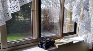 binoculars and bird book for bird watching through Houston residential glass windows