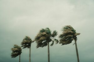 Palm trees in hurricane winds that can damage Houston commercial glass